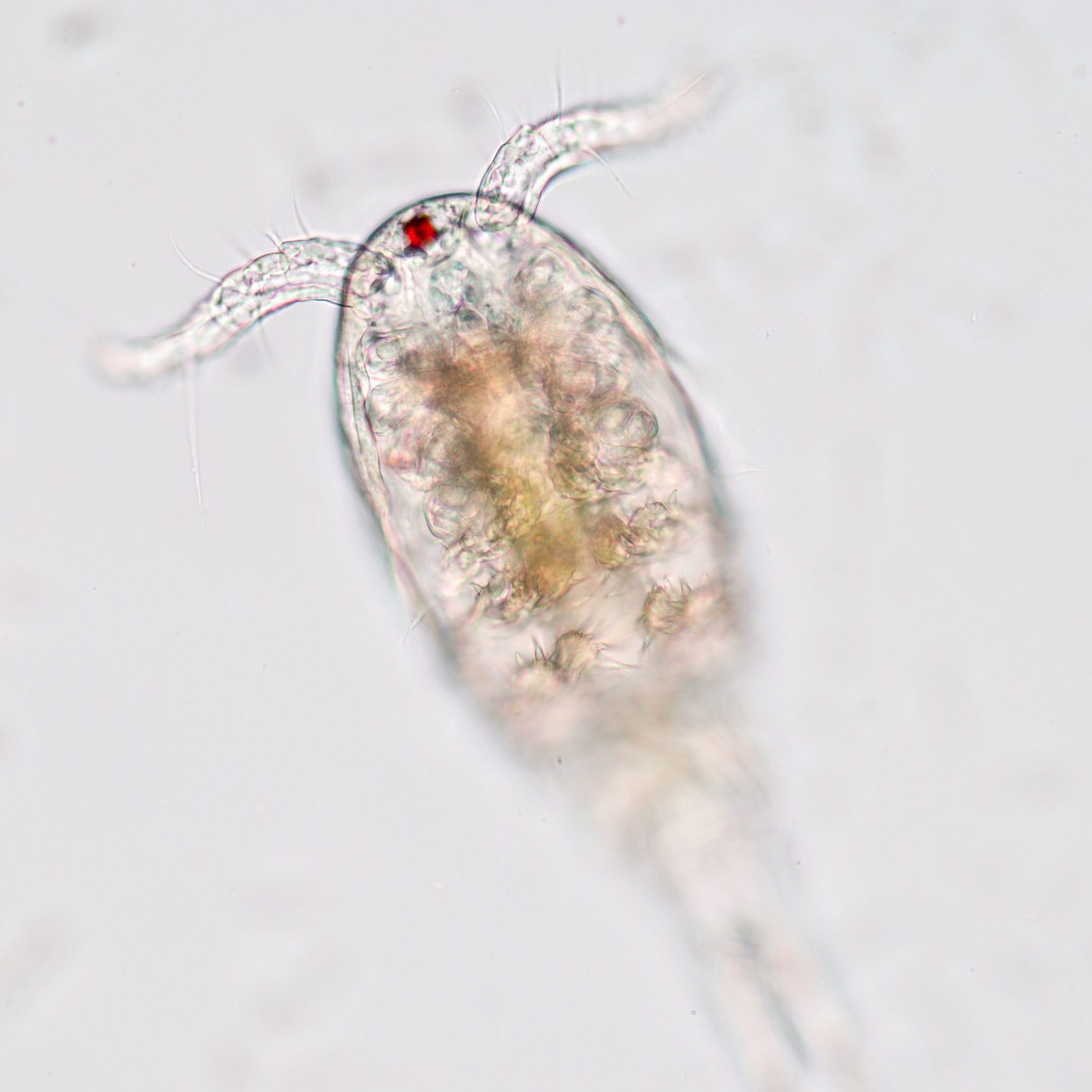 Copepod (zooplankton) in freshwater and Marine under microscope.