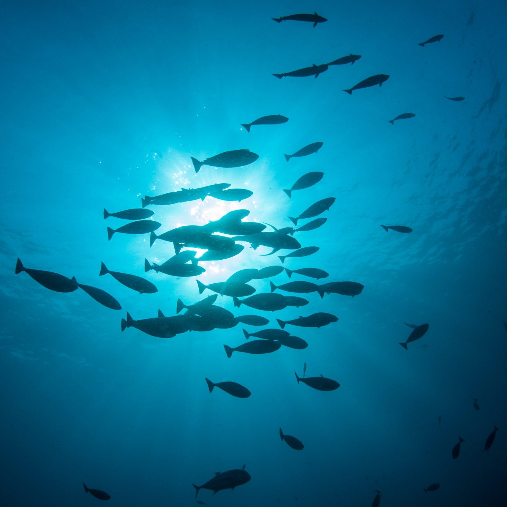 Fish School Silhouette